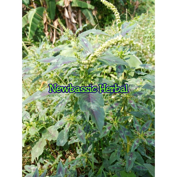 

daun bayam duri merah 500g herbal alami