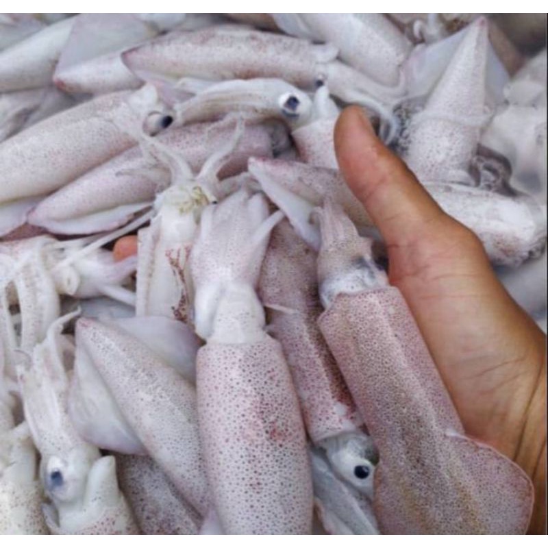 

Cumi Sero Size Sedang Fresh 1kg