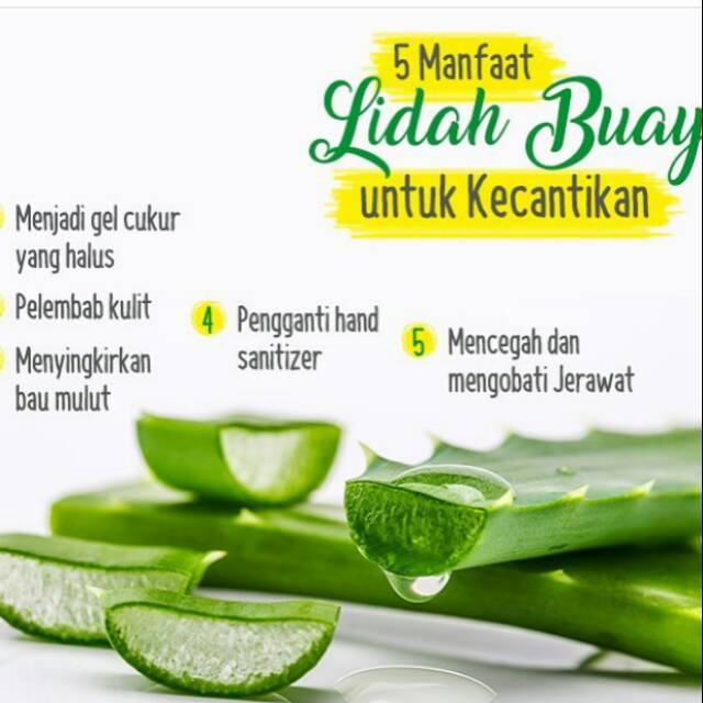 Gel lidah buaya
