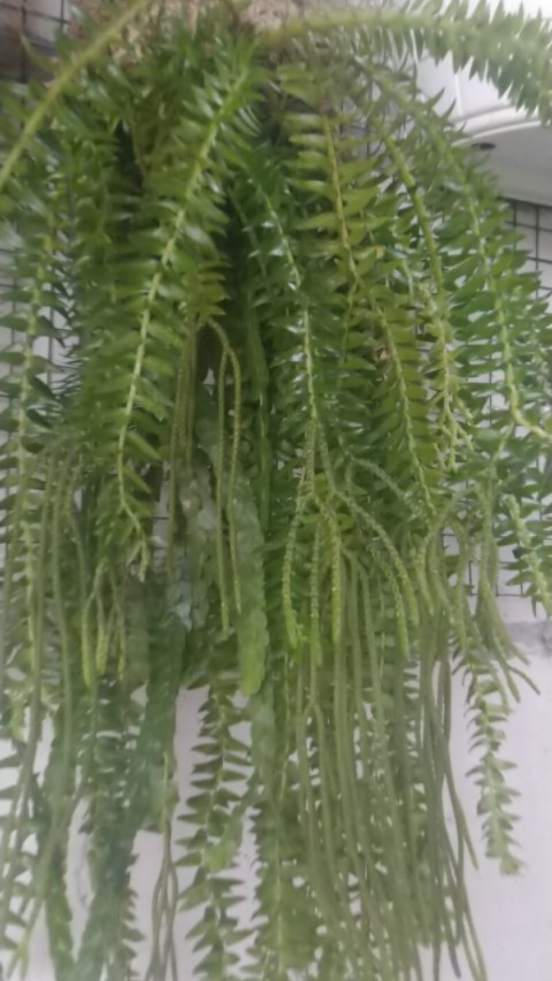 Huferzia Plagmaria / Rumpai