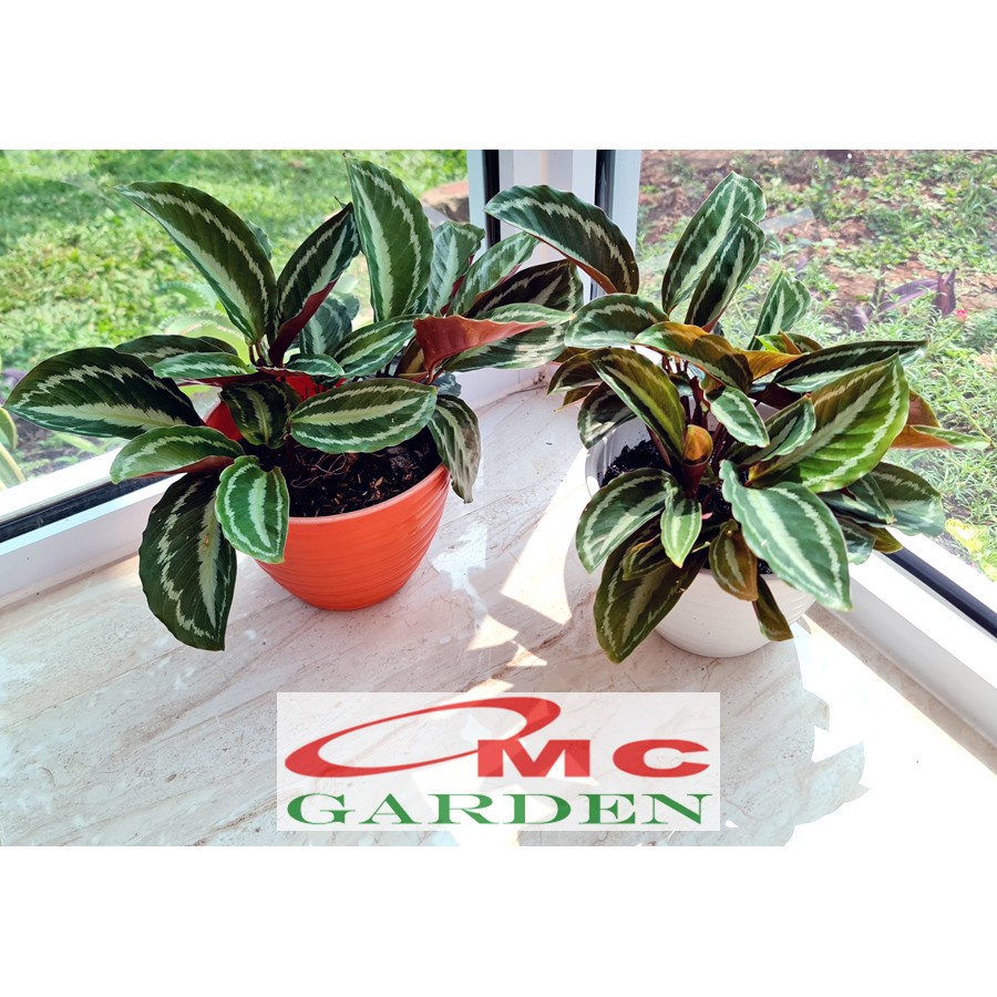 Calathea Silverback Silverbek Silver Black Silverblack Calatea Kalatea Tanaman Hias 1015