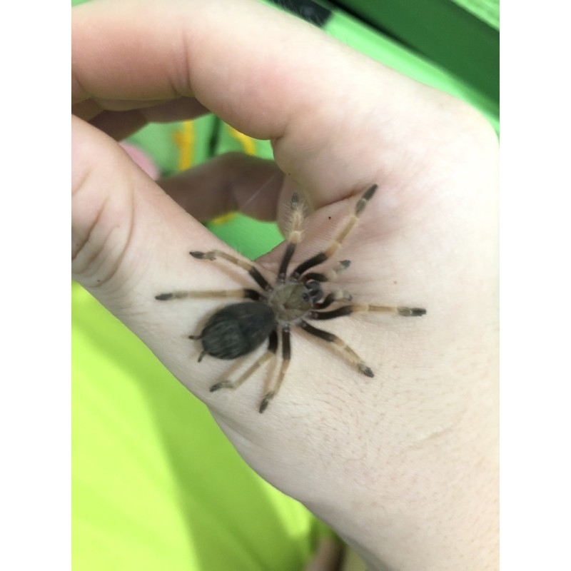 TARANTULA HIDUP BRACHYPELMA BOEHMEI