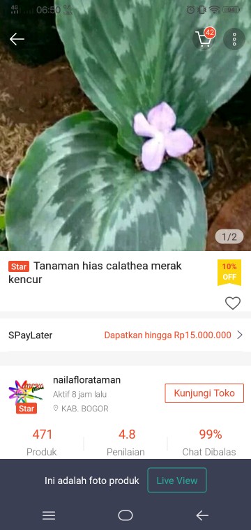 Tanaman Hias Calathea Merak Kencur