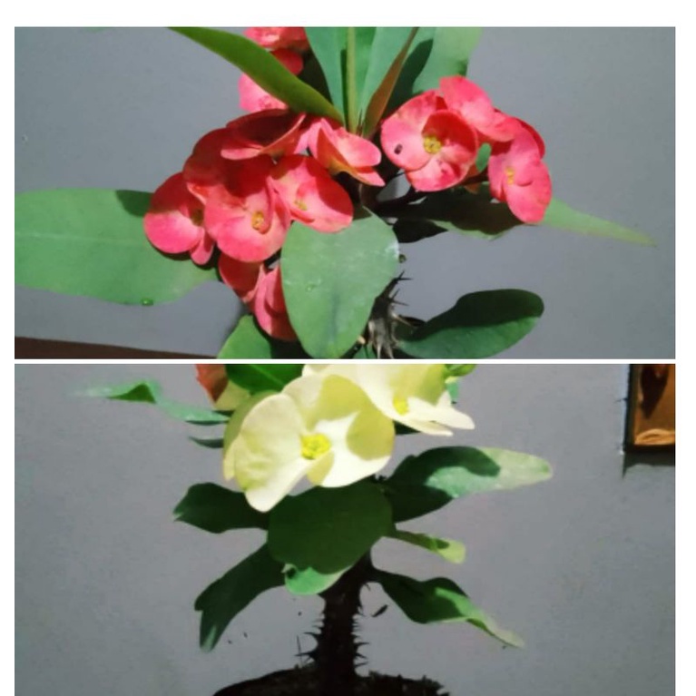 tanaman hias eforbia bunga putih bunga Oren. berbunga.