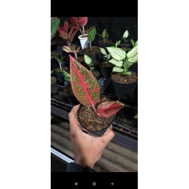 Aglonema reanita surya size S daun 1 up