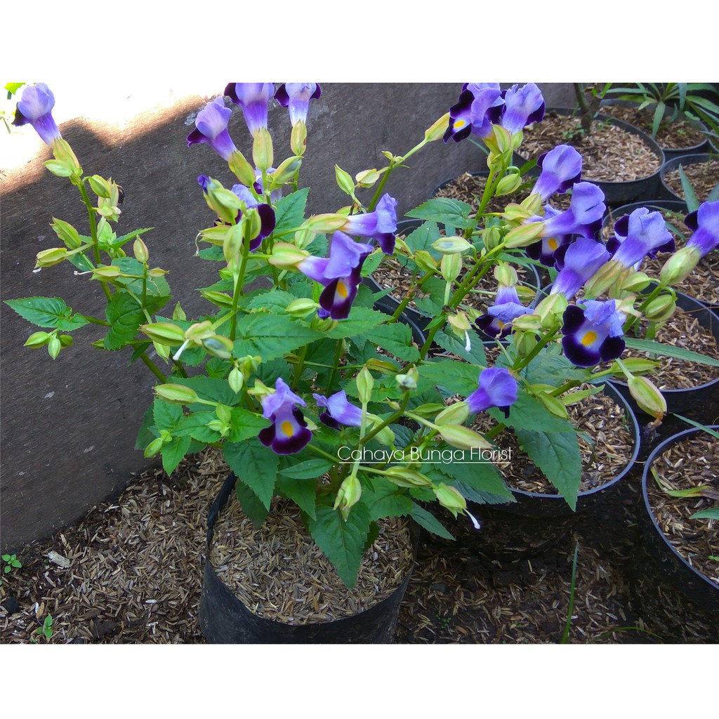 Bunga Mata Kucing Biru