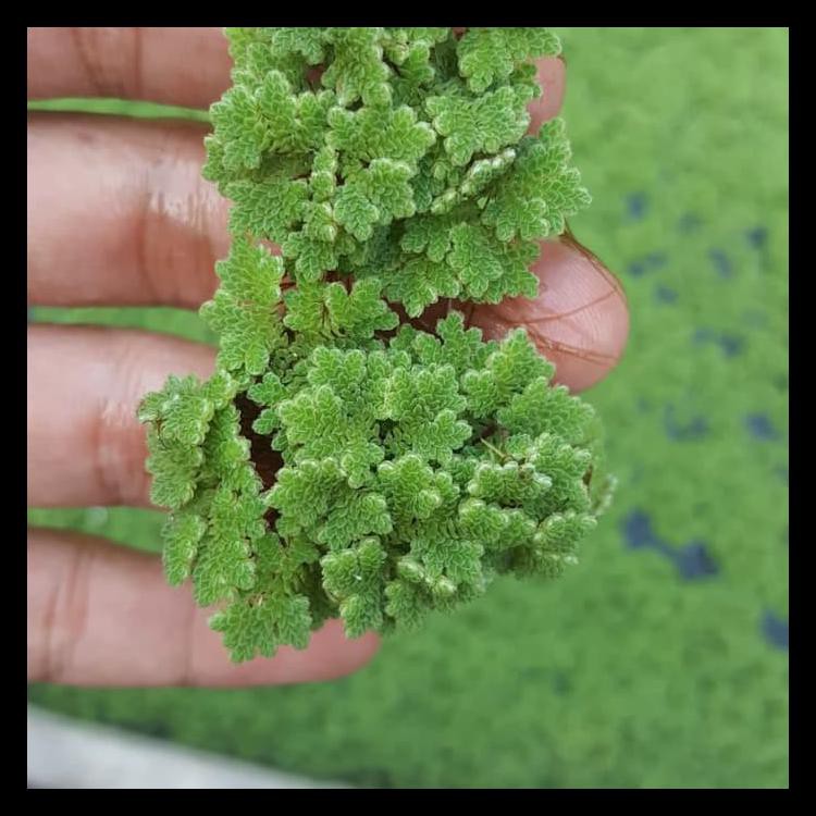 Azolla Bibit Azolla Tanaman Air Azola Tanaman Paku Air Pakan Ternak Kode 1390 Shopee Indonesia