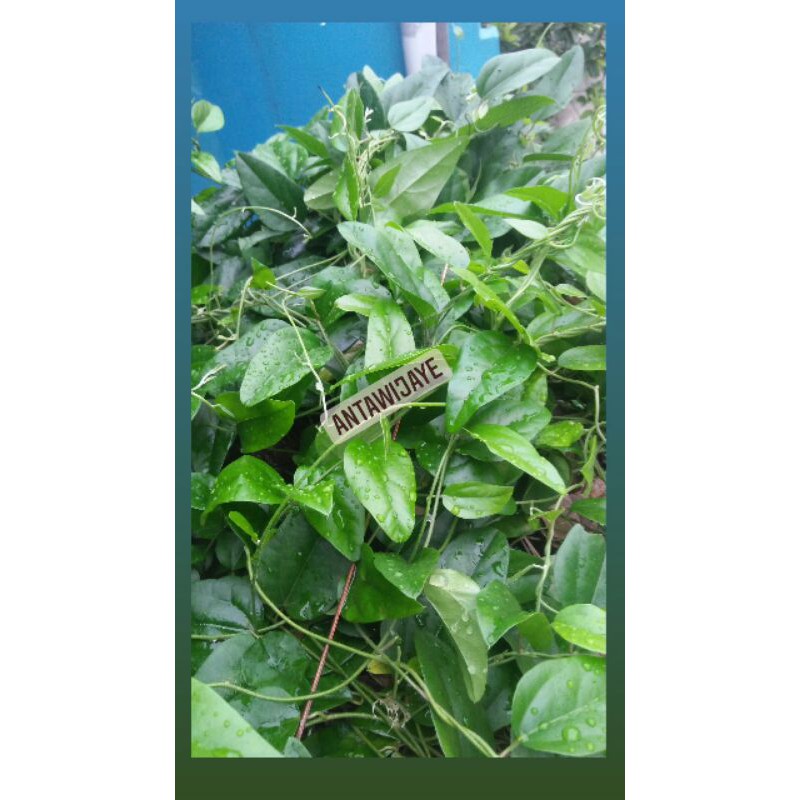 

Daun Cincau Rambat Paket 1 Liter