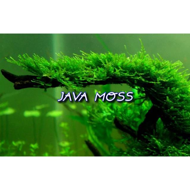 MOSS JAVA MOSS TANAMAN LUMUT AQUASCAPE