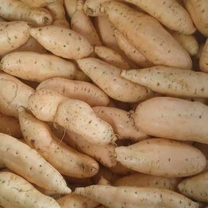 

Ubi Cilembu Madu Berkualitas 500Gr