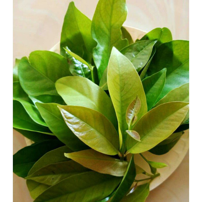 

Daun Salam Segar Bumbu Dapur Alami