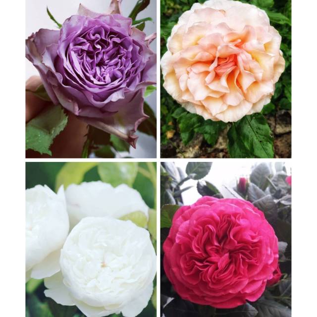 Benih Subur Tanaman hias mawar import