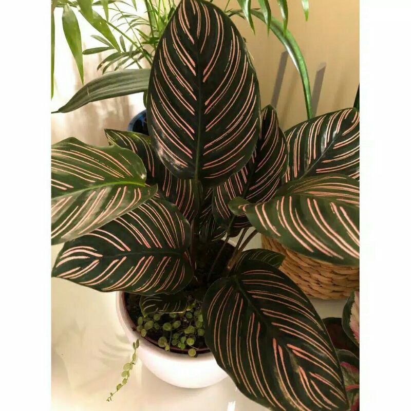 tanaman hias calathea ornata Sanderiana-CALATHEA ORNATA SANDERIANA-Calathea Oranata Sanderiana