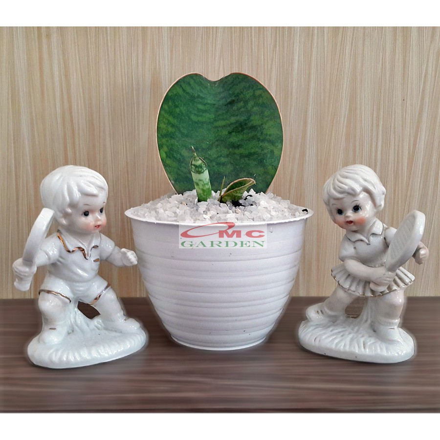 Lidah Mertua Sansevieria Sansivera Sansiviera Sensiviera Masoniana Giant Centong Jumbo LM-MS-P1020