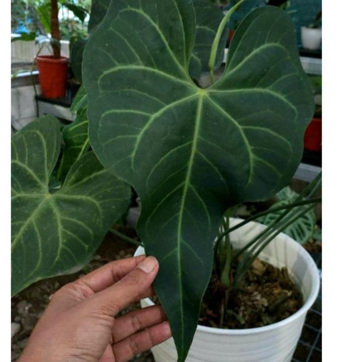 HFD-46 Tanaman Hias Baby Bibit Anthurium Clarinervium / Kuping Gajah Tarantula not Dorayaki Mangkok
