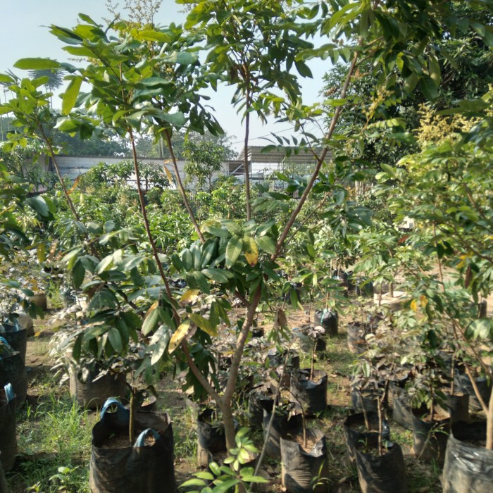 Pohon Buah, Pohon buah kelengkeng. Tinggi 2 meter.