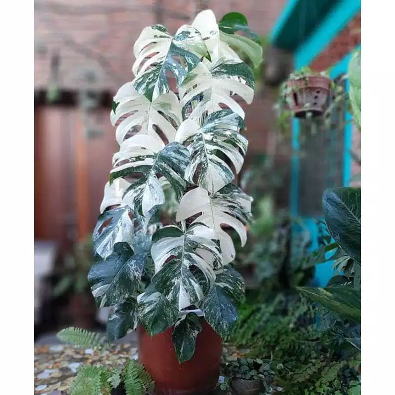 bonggol monstera king varigata albino - bonggol monstera varigata