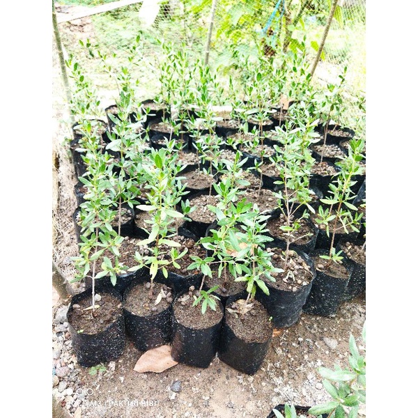 bibit santigi / Stigi Karang