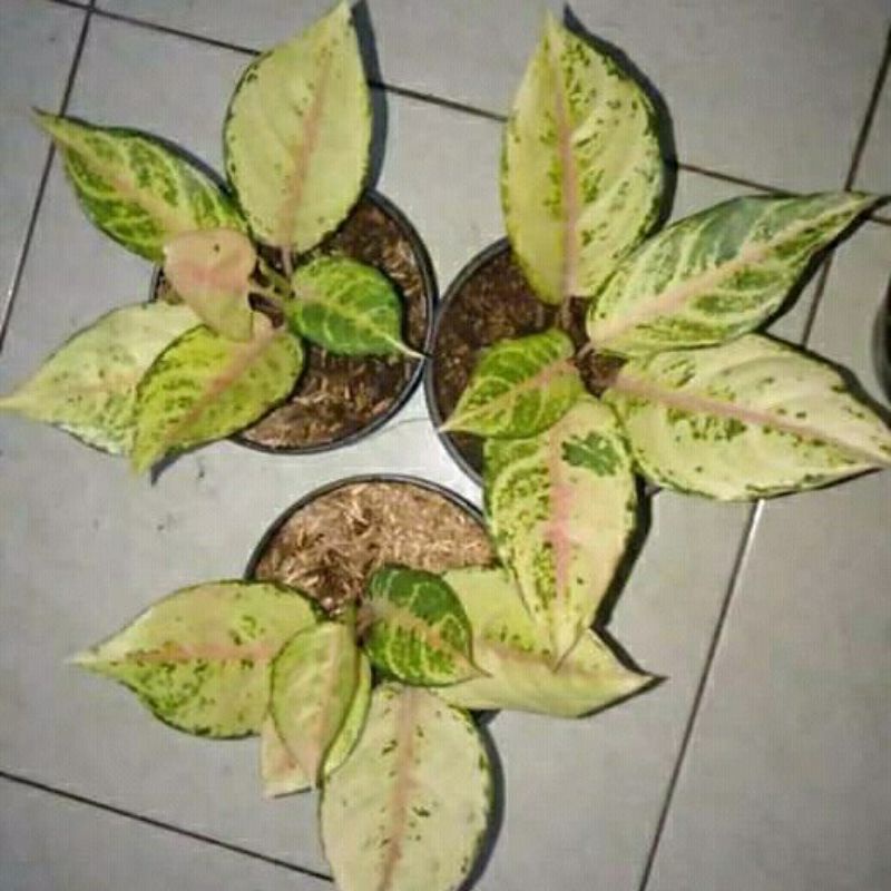 Aglonema frozen anakan/baby