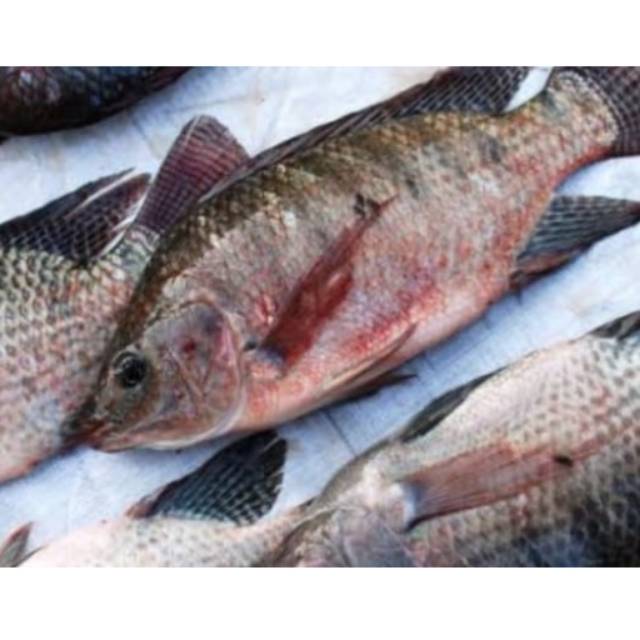 

Ikan Mujair Segar