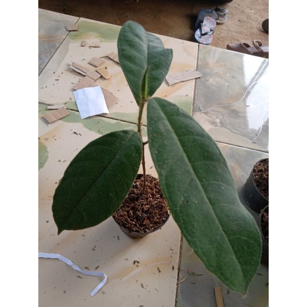 pohon nangka cempedak madu