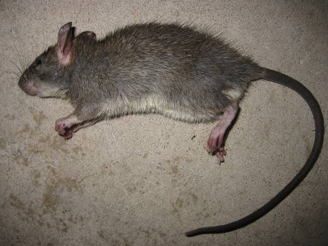 Umpan Jebakan Tikus Paling Ampuh Ramtus Racun Pembasmi Tikus Mati Kering Obat Pembunuh Tikus 2 Pack