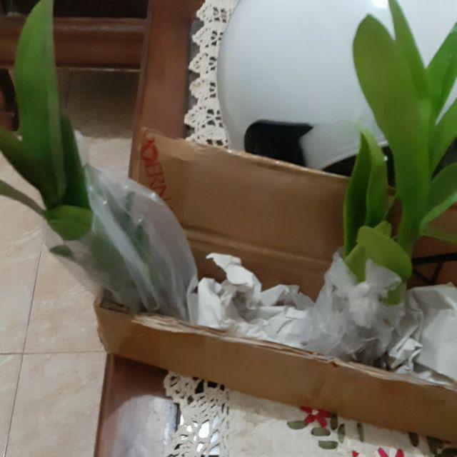 Anggrek Dendrobium Popaye