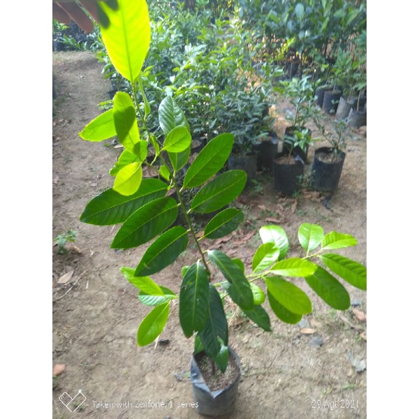 bibit black sapote giant matt tinggi 1m an.