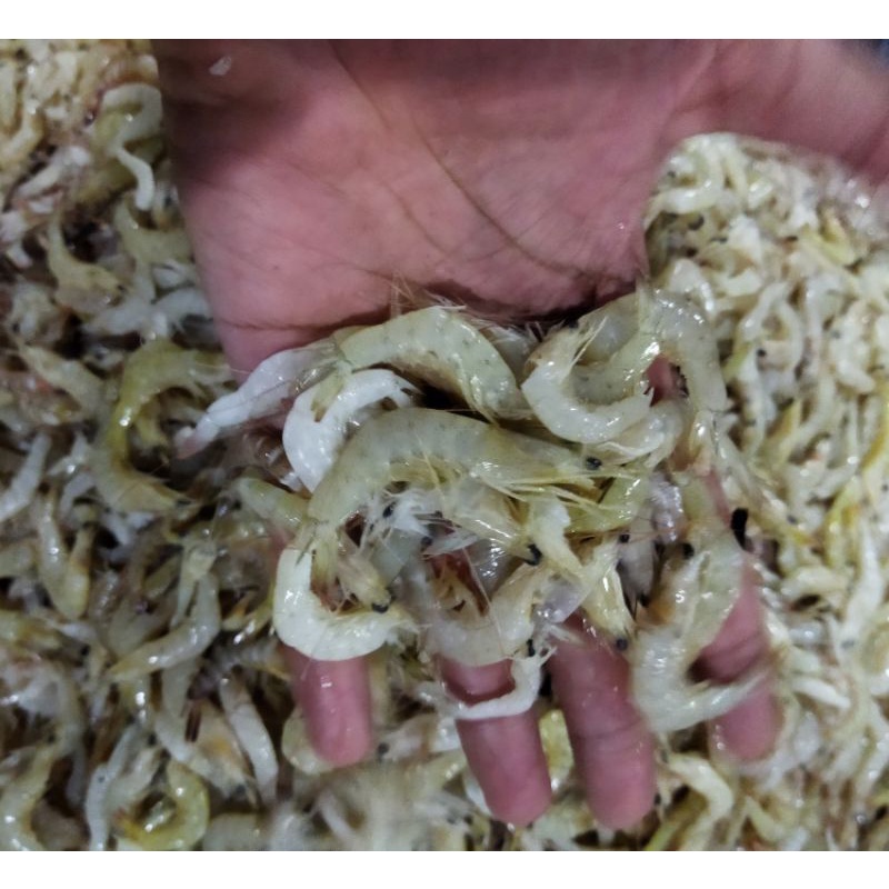 

Udang Sayur Segar Fresh Frozen Harian 1Kg / Udang Fresh Segar BERGARANSI
