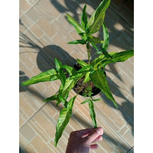 syngonium angustatum