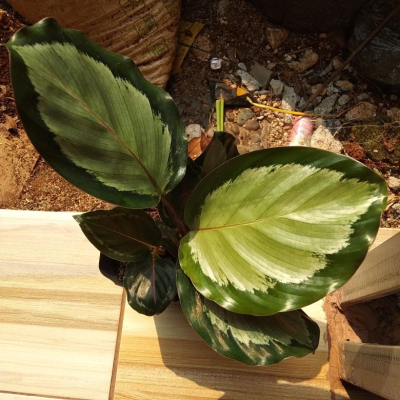 tanaman hias calathea corona/tanaman hias calathea corona