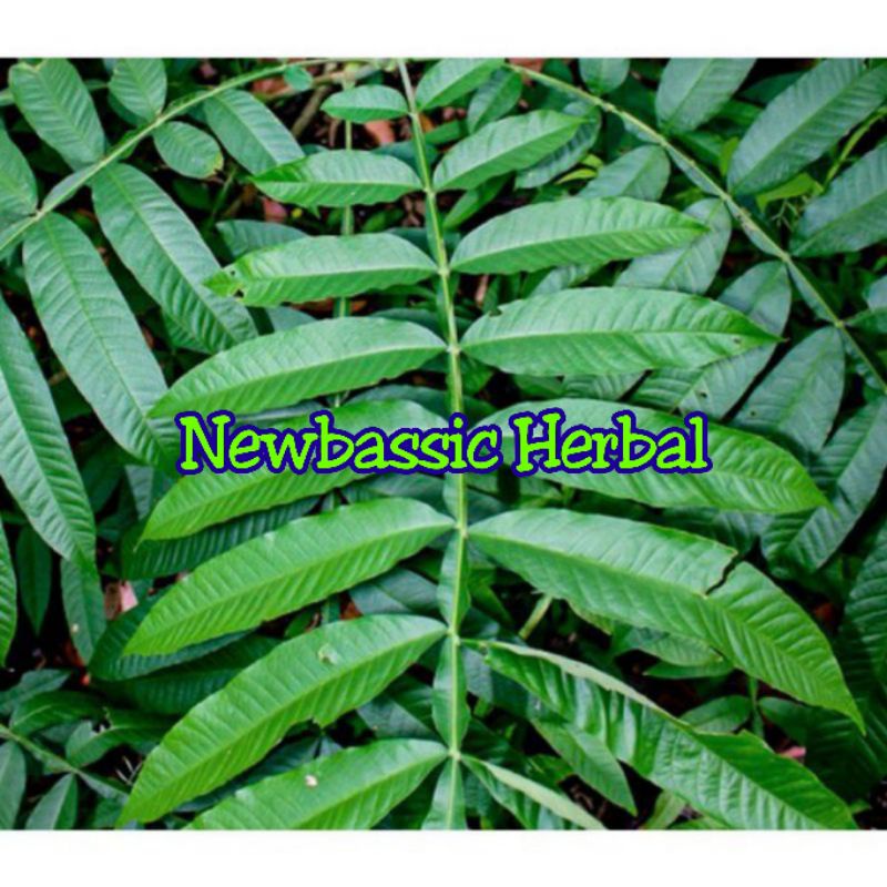 

daun sungkai fresh 500g alami herbal