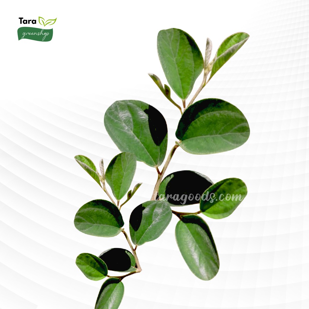 

DAUN BIDARA ARAB SEGAR ( SIDR) 50 GRAM