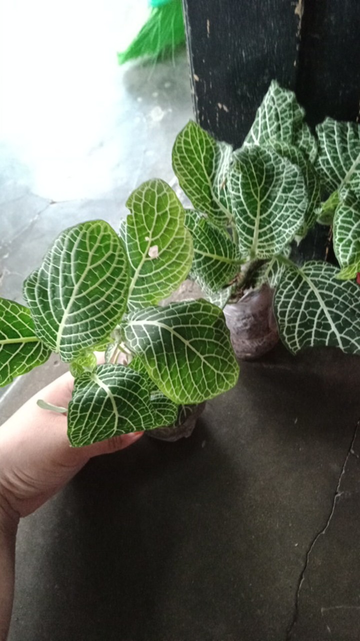 Tanaman Fittonia Albivenis Garis Putih Ukuran Kecil