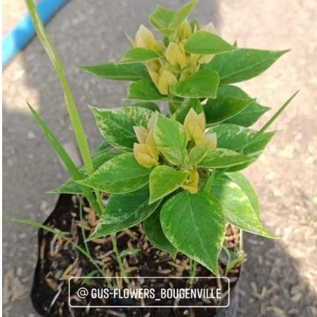 Bougenville Singapur bunga kuning