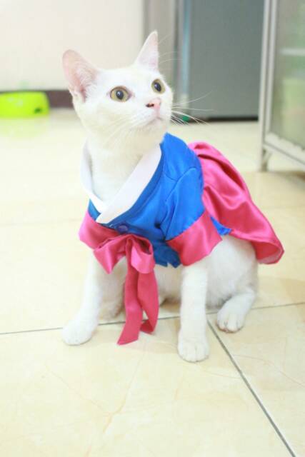 Dress hanbok tradisional untuk kucing &amp; anjing /Jual Baju Kucing Terlengkap &amp; Berkualitas size S-XL