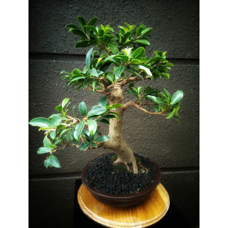 Bonsai Beringin Elegant medium