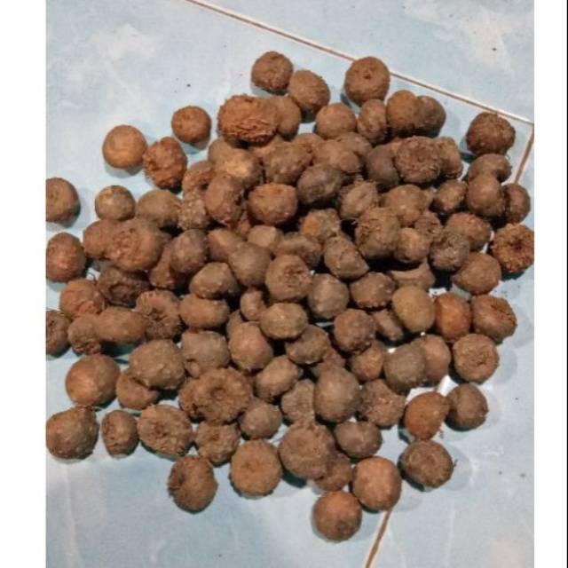 BIBIT UMBI MINI PORANG | DORMAN | TERMURAH | SATU KILO ISI BANYAK