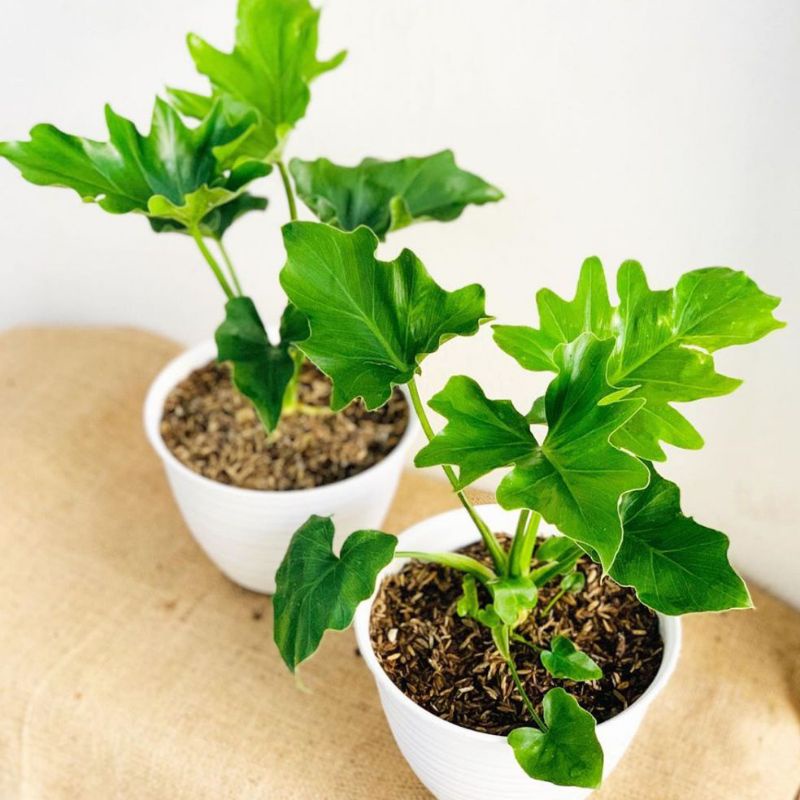 philo dendron philo jari philo seloum #philo