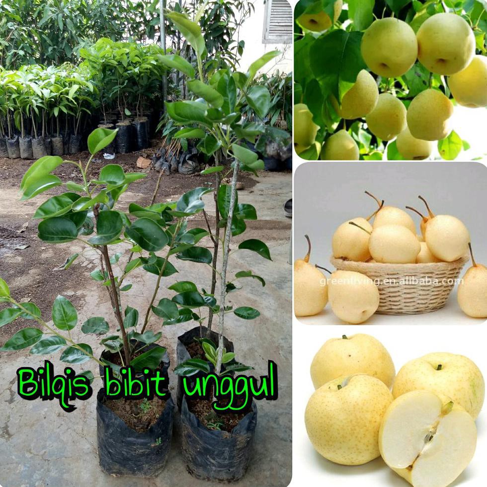 Terbaik Bibit Buah Pir Atau Pear Madu Super Cangkok-Bilqis Bibit Kw+