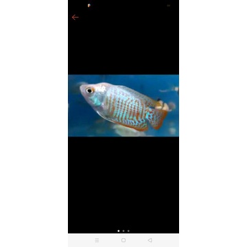 ikan hias sepat ralis