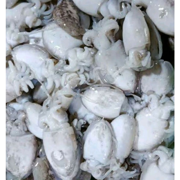

Cumi Sotong Balakutak Fresh 500gr