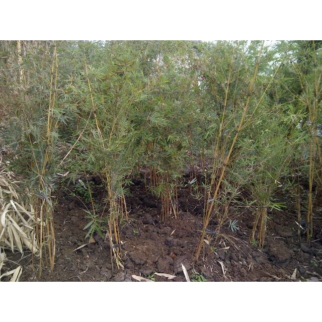 Tanaman Bambu Cina telisik kuning | aneka bambu hias