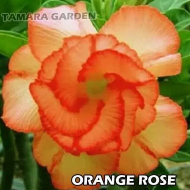

NEW! Bibit Bunga kamboja adenium bunga tumpuk ( Orange Rose )