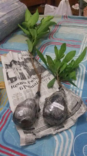 Tanaman Jambu Air Madu Deli Hijau (buy 1 Get 1)