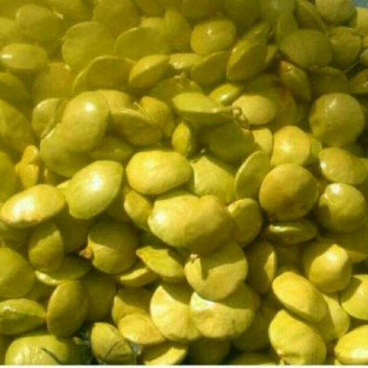 

STOCK TERBATAS jengkol muda lalap 1kg ❀ 868