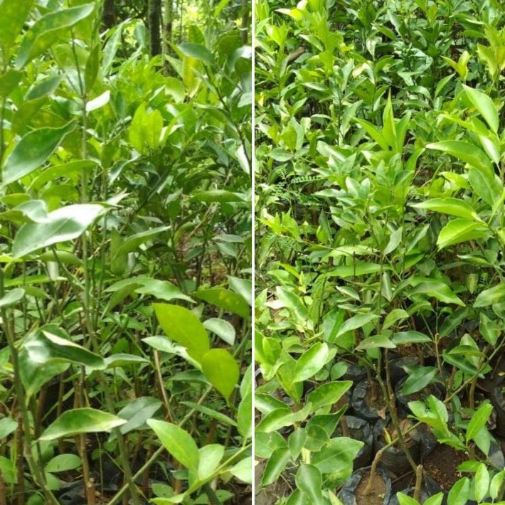 Bibit Jeruk Nipis Okulasi