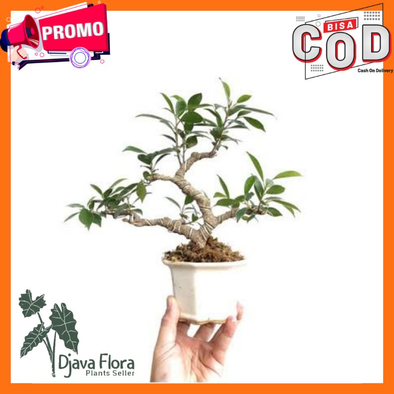 Bibit Bonsai Ficus Kimeng Rawatan