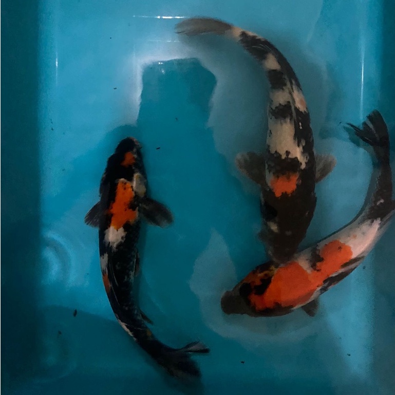 IKAN KOI SHOWA Blitar 26-30cm Grade A+