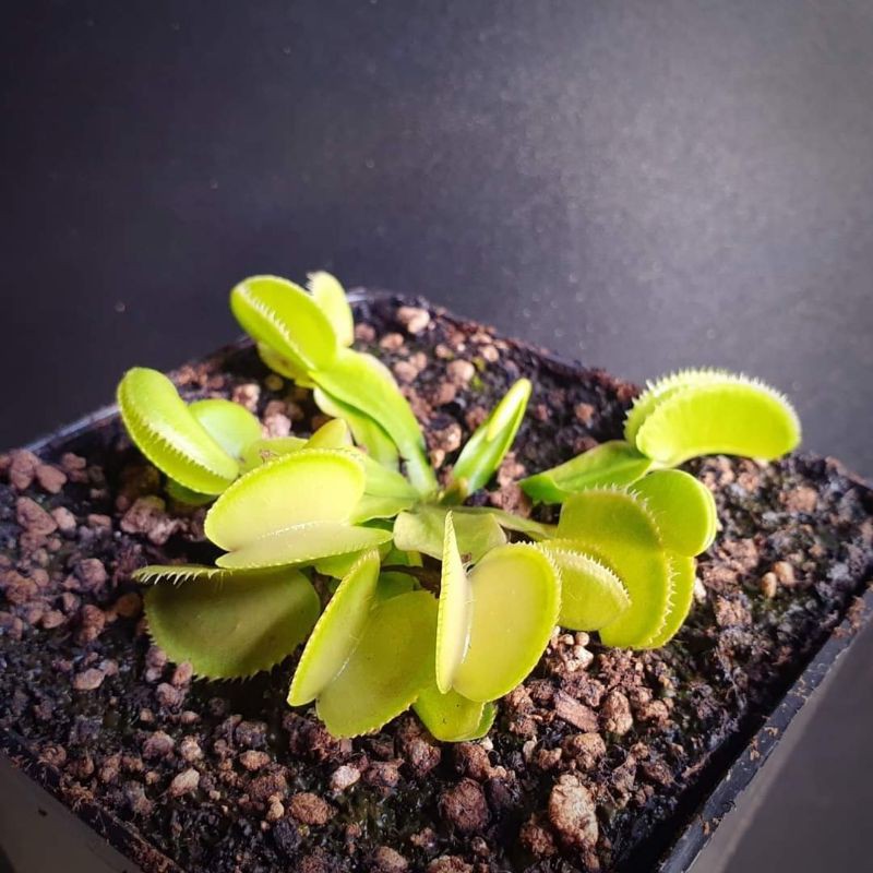 Tanaman Karnivora Hias Venus FlyTrap Venusflytrap VFT Microdent
